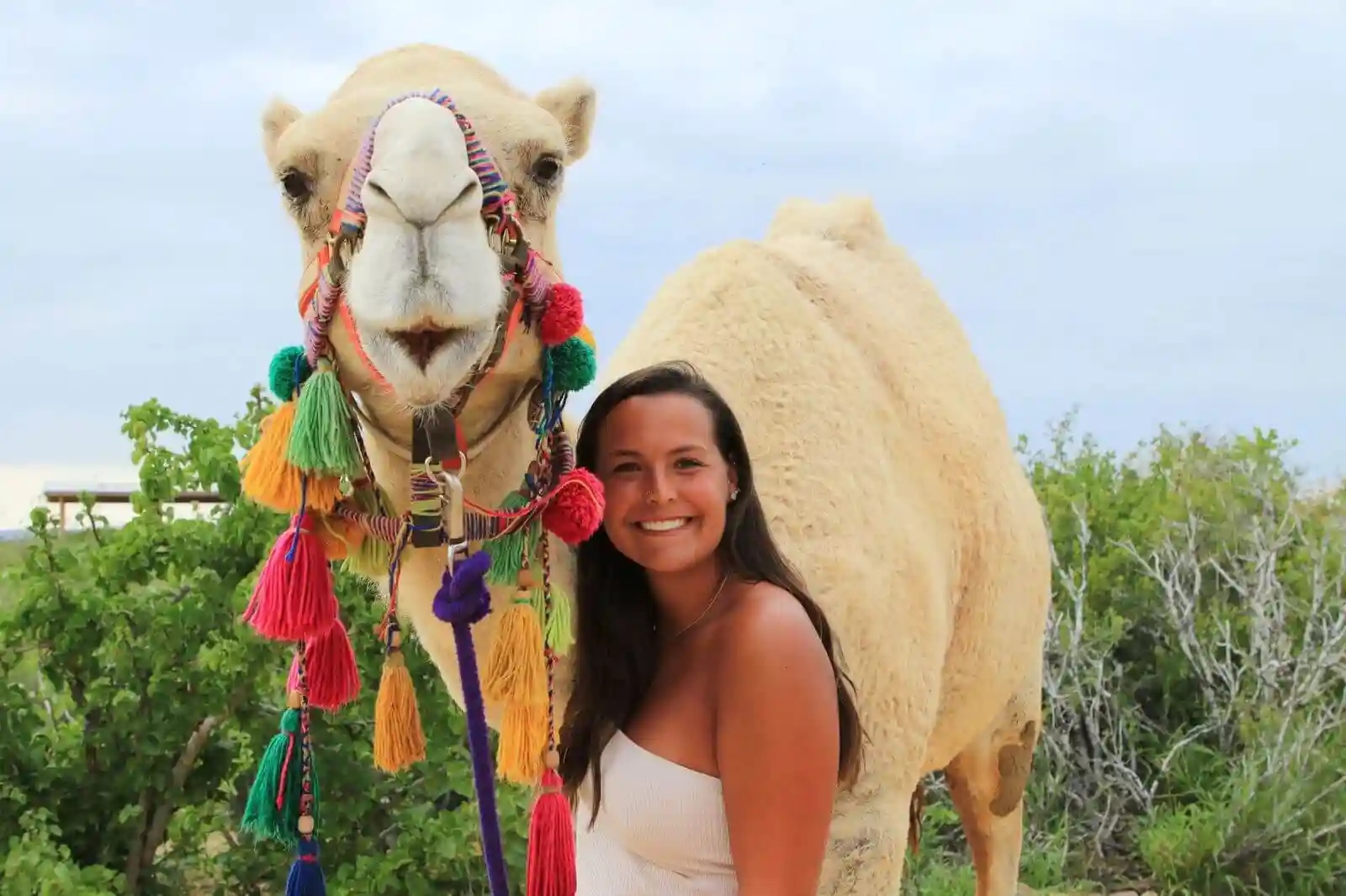Safari en Camellos